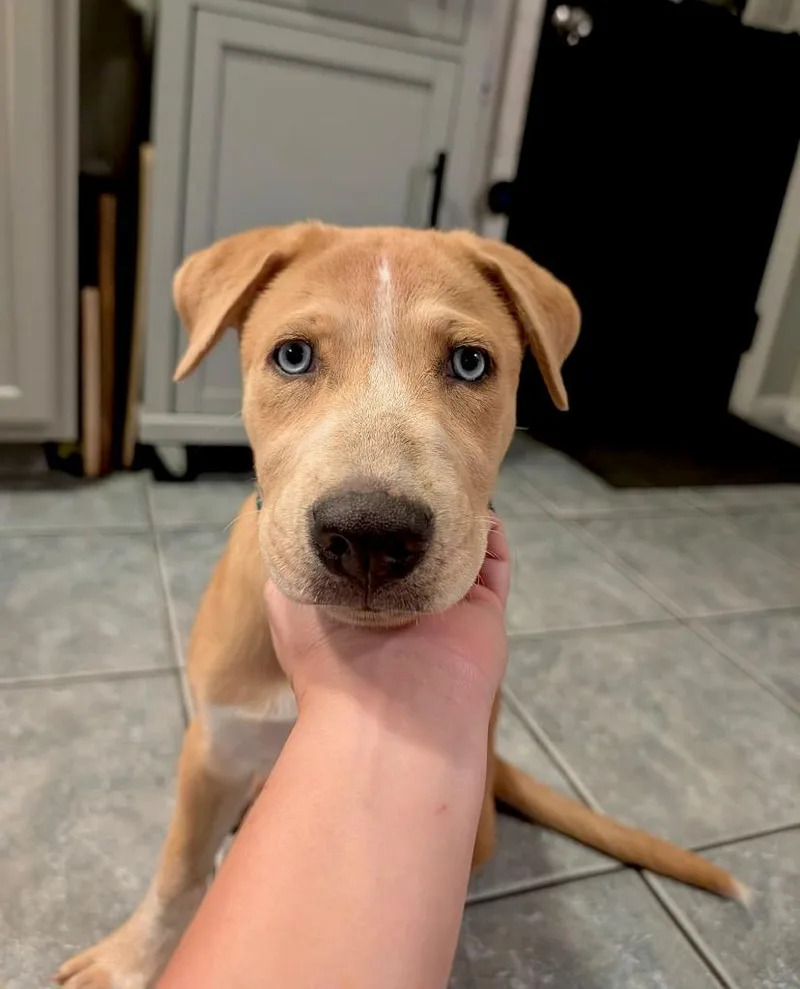 Grumpy Puppy LOCAL