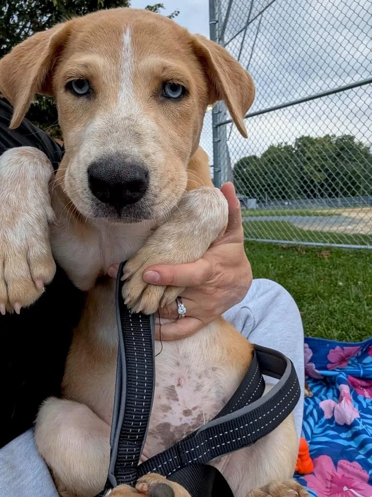 Grumpy Puppy LOCAL thumbnail 4