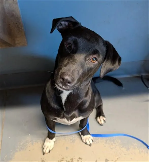 A young small-sized female Dachshund dog named Myra for adoption in Tallahassee, FL