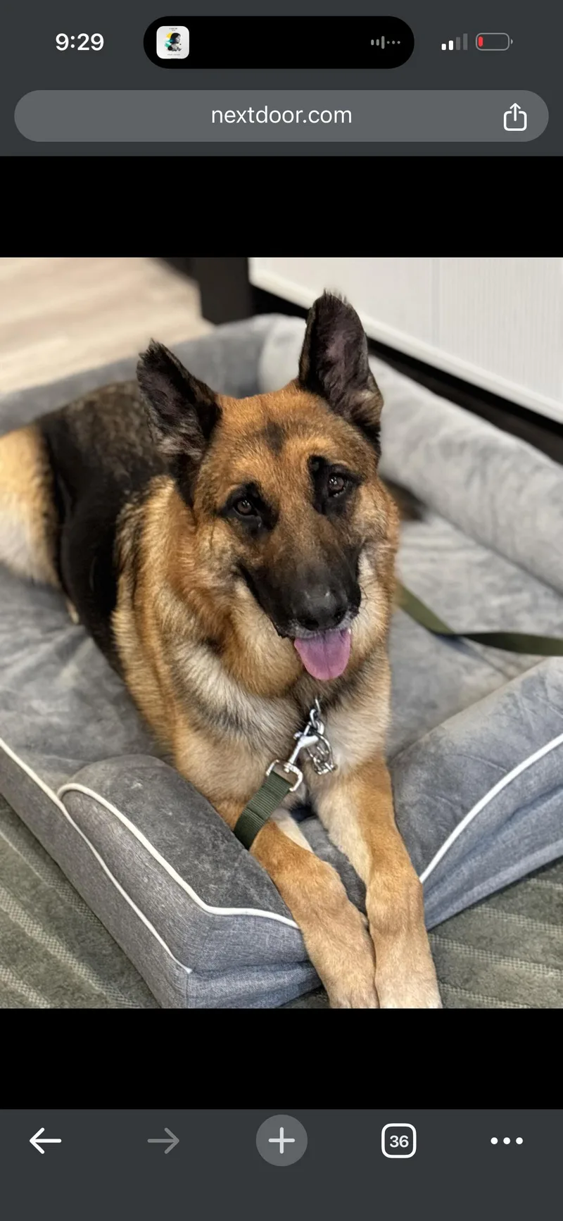A young large-sized male Bicolor German Shepherd Dog dog named Milo for adoption in Los Angeles, CA