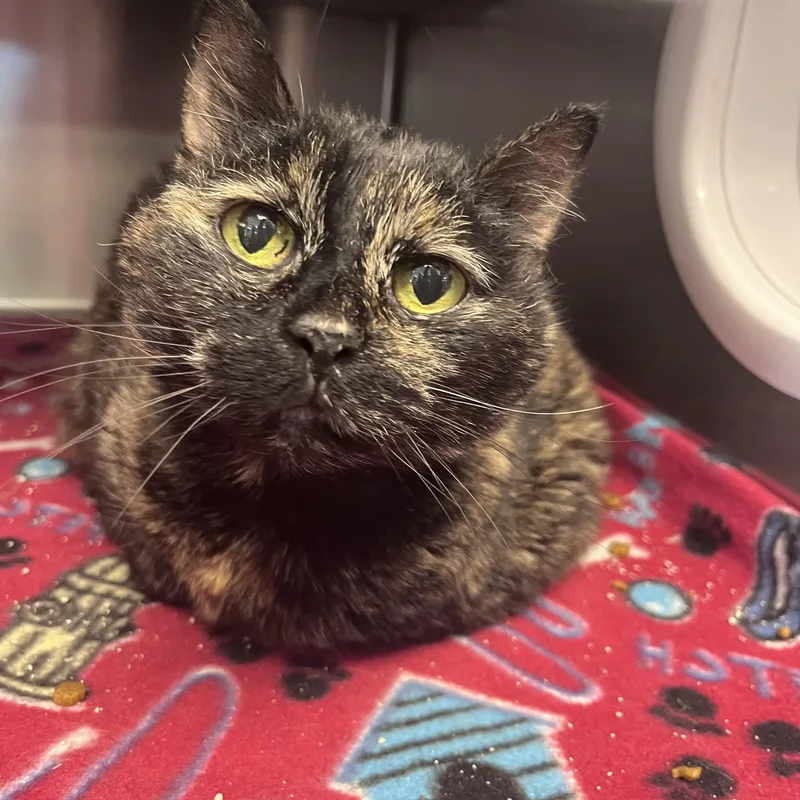 A senior large-sized female Tortoiseshell Domestic Short Hair cat named Kiki for adoption in Liberty, MO