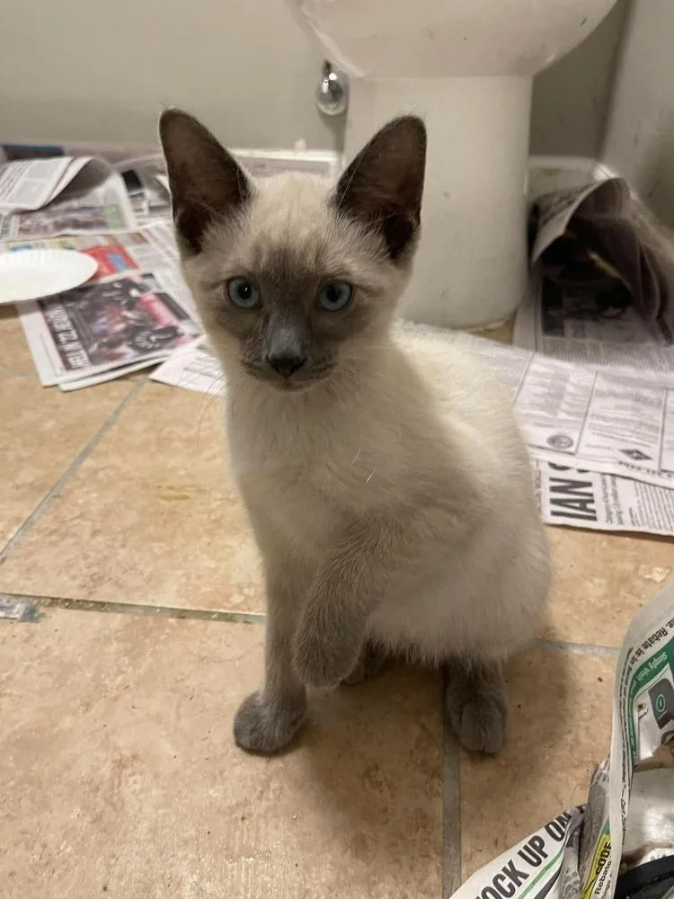 A baby small-sized male Domestic Short Hair cat named Josie for adoption in Chicago, IL