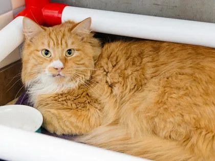 An adult medium-sized male Domestic Long Hair cat named Kiau for adoption in Longmont, CO