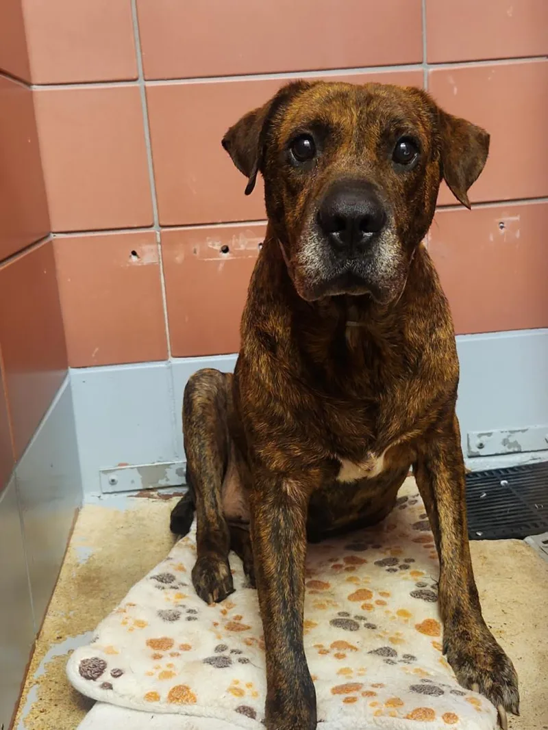 A senior large-sized male Staffordshire Bull Terrier dog named Leonardo for adoption in Houston, TX