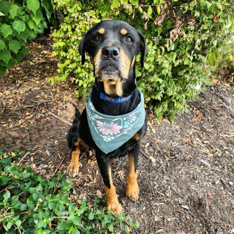 Pepsi Jum thumbnail 2