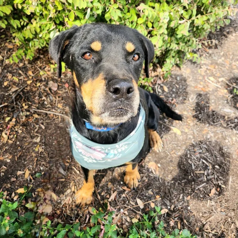 Pepsi Jum thumbnail 4