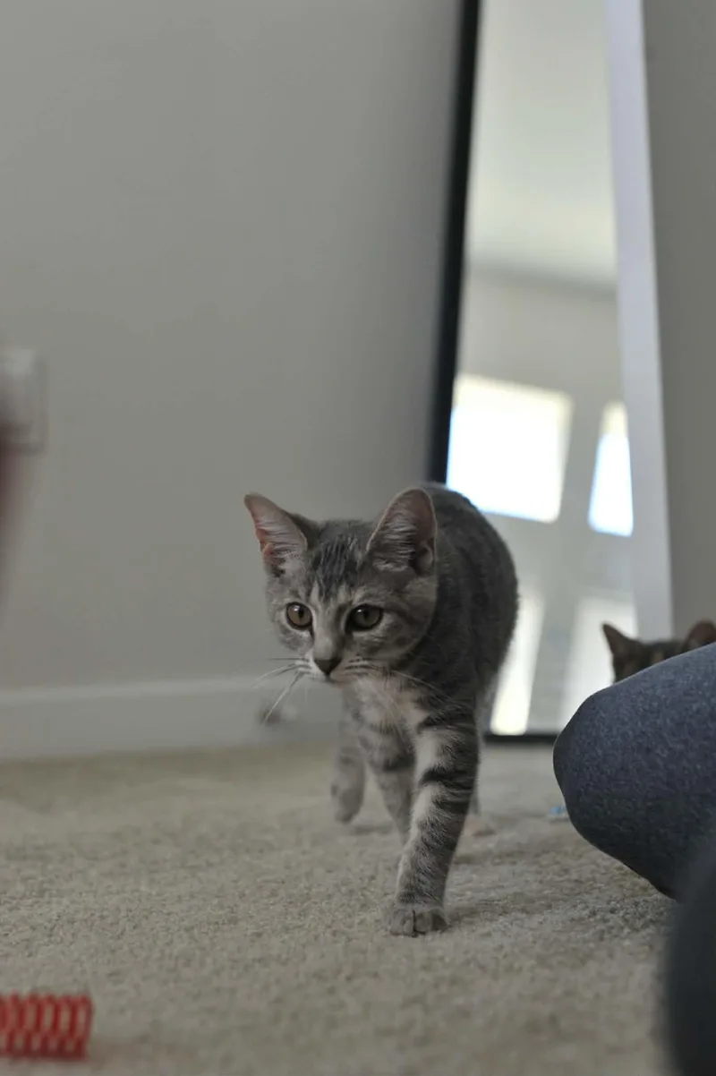 Luna thumbnail 4