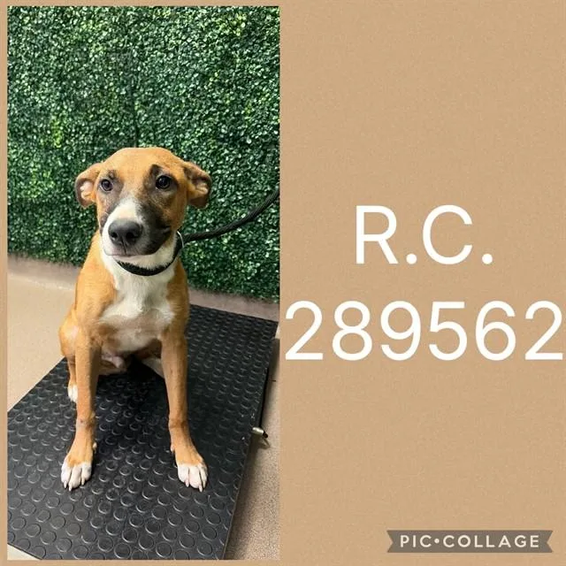 A young medium-sized male Mixed Breed dog named R.c. for adoption in Macon, GA