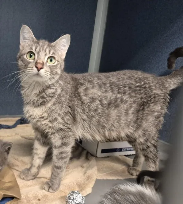 A young small-sized female Domestic Short Hair cat named Nori for adoption in Loveland, CO