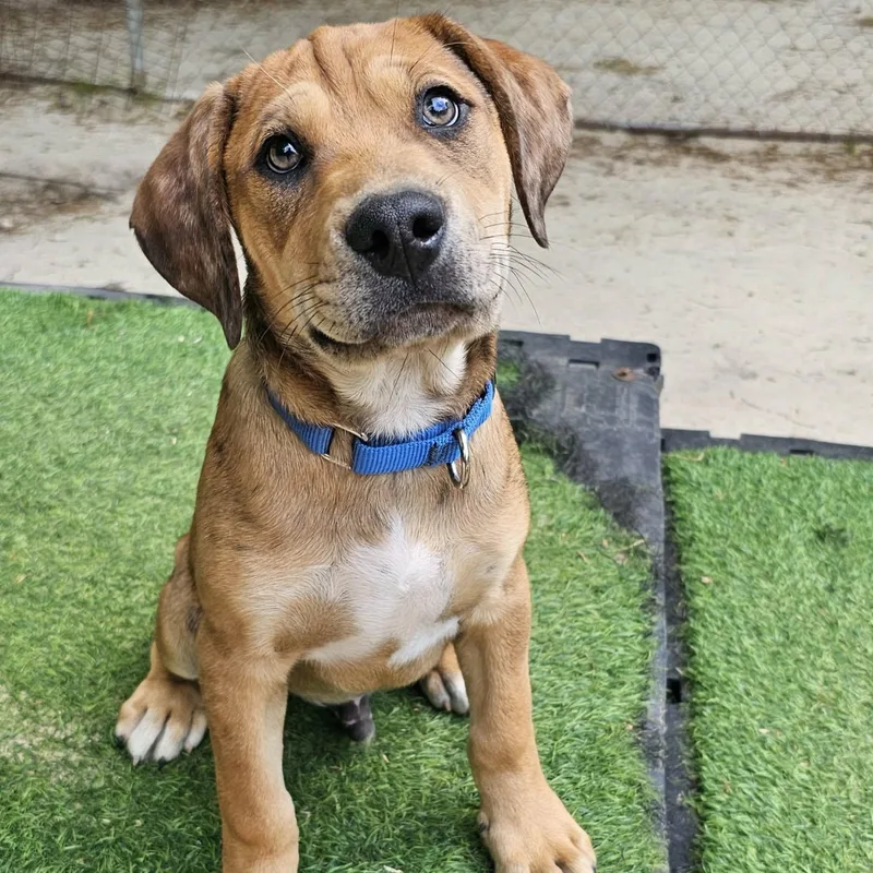 A baby large-sized male Brown / Chocolate Mixed Breed dog named Gonzo for adoption in BONIFAY, FL