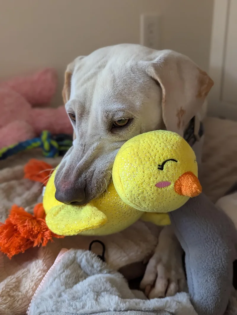 Genevieve thumbnail 2