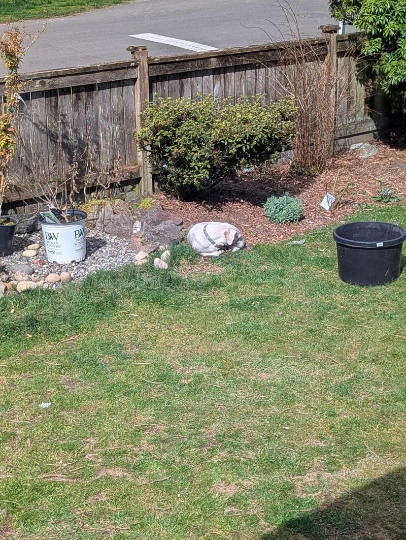 Genevieve thumbnail 4