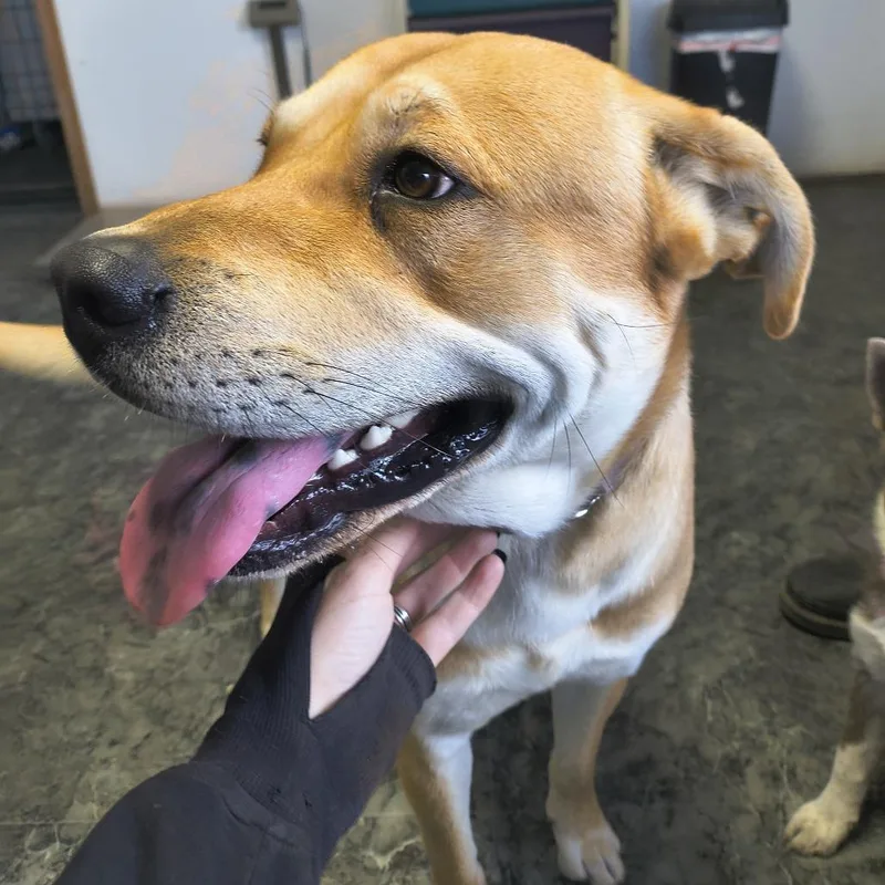 A young large-sized male Golden Chow Chow dog named Honey Bun for adoption in Othello, WA
