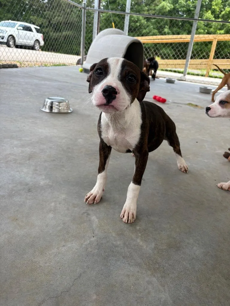A baby small-sized female Mixed Breed dog named Cardi B for adoption in Lavonia, GA