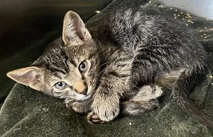 A baby small-sized male Domestic Short Hair cat named Spike for adoption in Roseville, CA