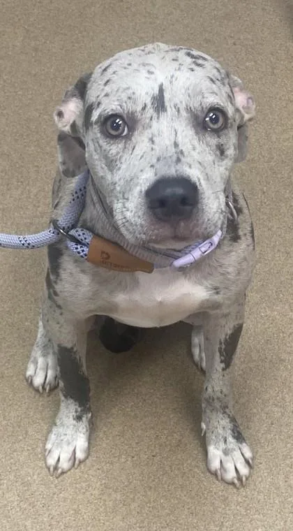 A young medium-sized female Mixed Breed dog named Callidora for adoption in Chamblee, GA