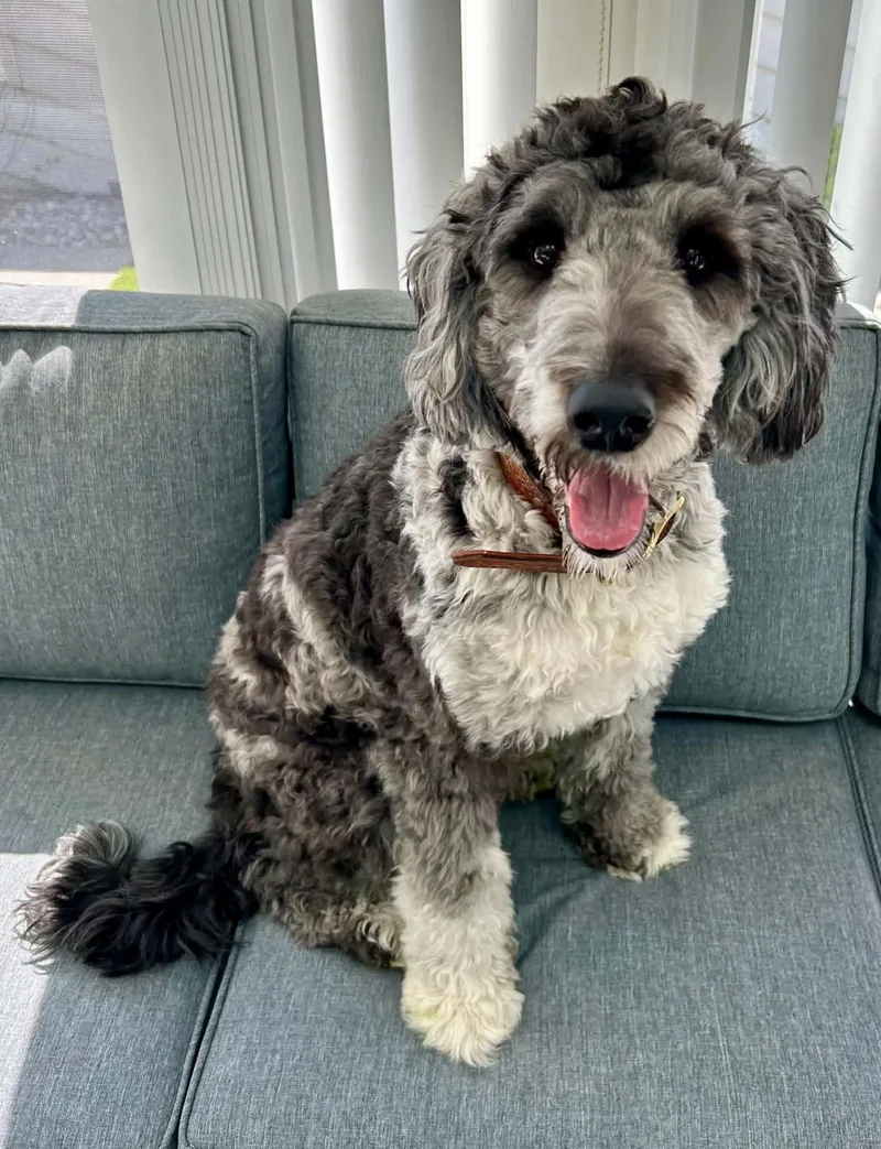 Pepper