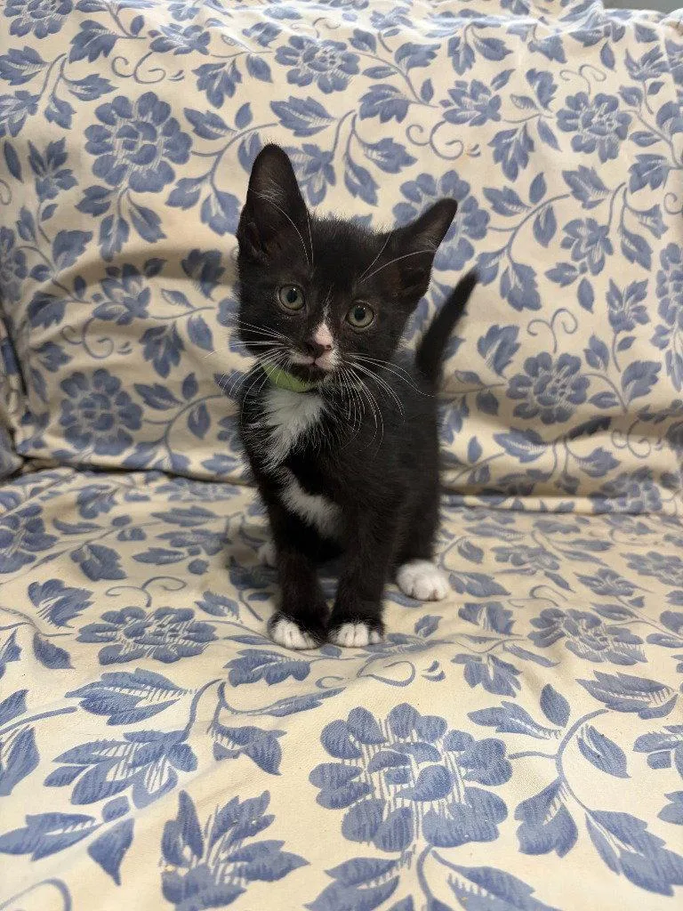 A baby small-sized male Black & White / Tuxedo Domestic Short Hair cat named Potter for adoption in Lovingston, VA
