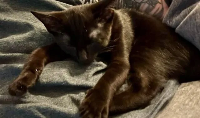 A baby small-sized female Domestic Short Hair cat named Jordan for adoption in Springfield, MA