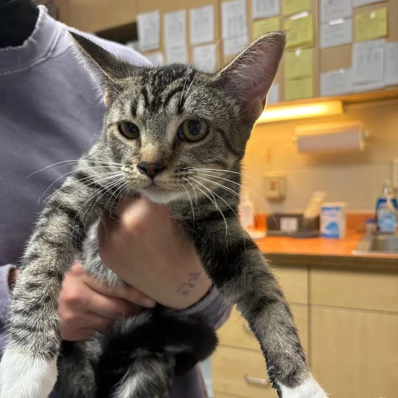 A young small-sized female Brown / Chocolate Domestic Short Hair cat named Ariel for adoption in DeKalb, IL