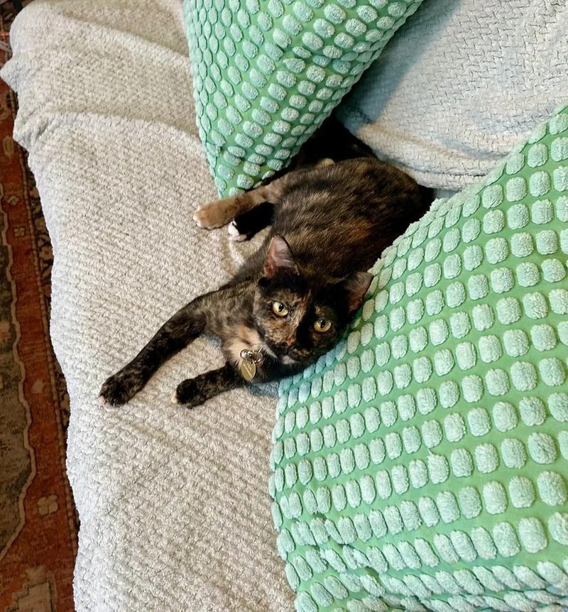 A young medium-sized female Tortoiseshell cat named Missy for adoption in Commerce City, CO