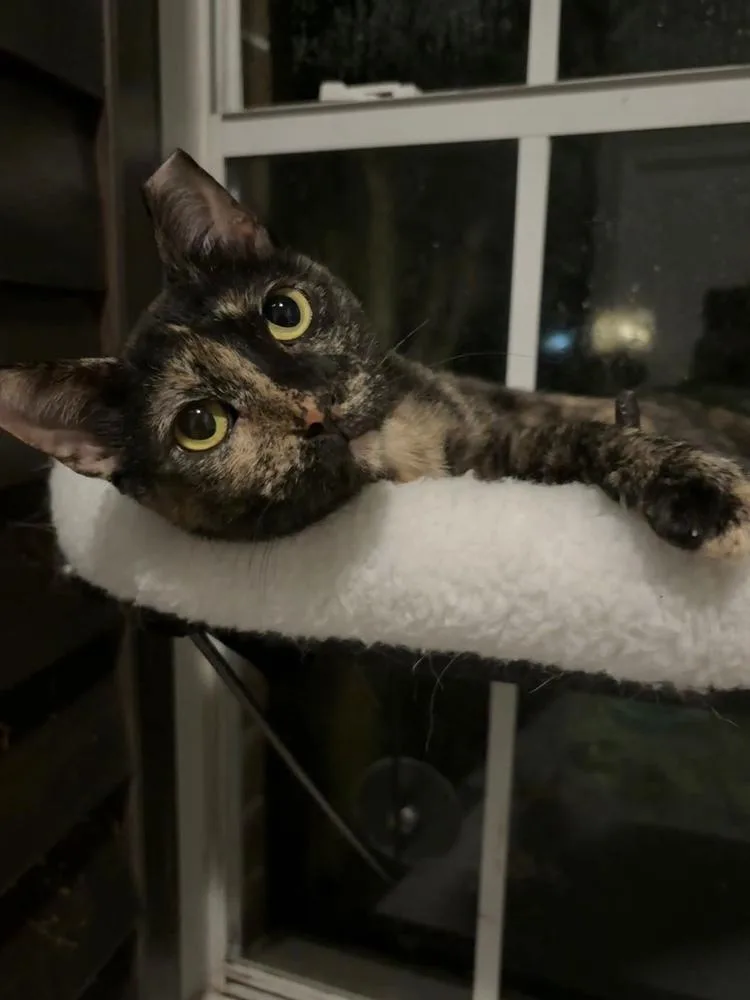 Missy thumbnail 2