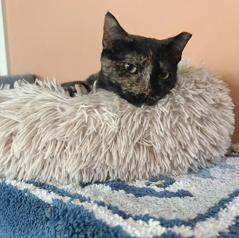 Missy thumbnail 3
