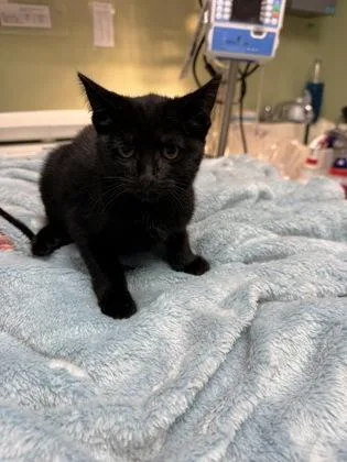 A baby medium-sized female Black Domestic Short Hair cat named Croissant for adoption in Georgetown, SC