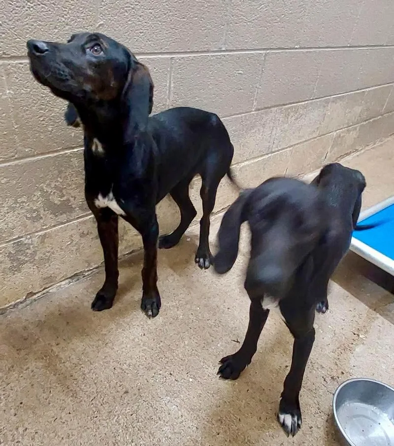 A baby medium-sized female Plott Hound dog named Natalie  AC  for adoption in Greeneville, TN