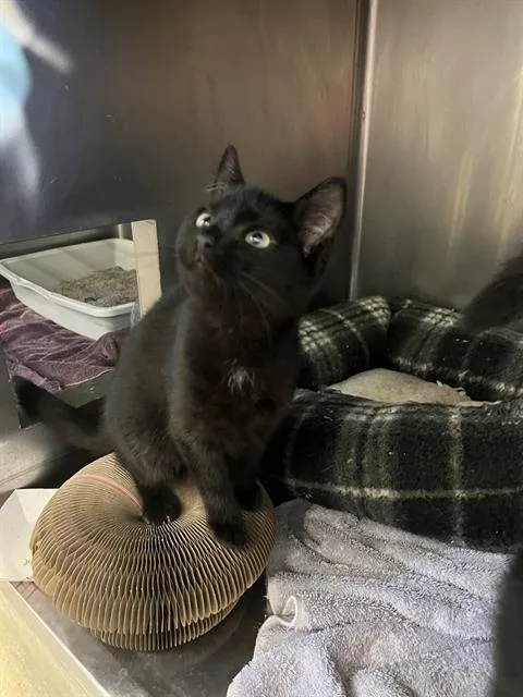 A baby medium-sized female Domestic Short Hair cat named Shiloh for adoption in Brewster, MA