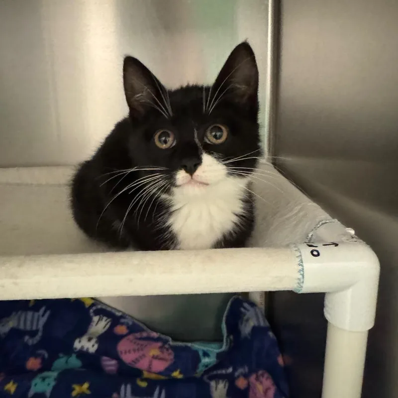 A baby small-sized female Black Domestic Short Hair cat named BHSIStray for adoption in International Falls, MN