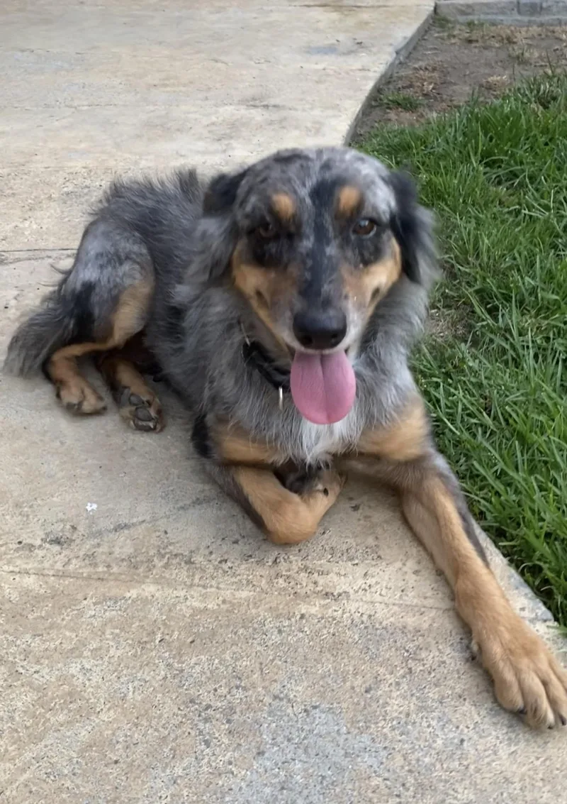 An adult medium-sized female Gray / Blue / Silver Australian Shepherd dog named Jessie for adoption in Sunset Beach , CA