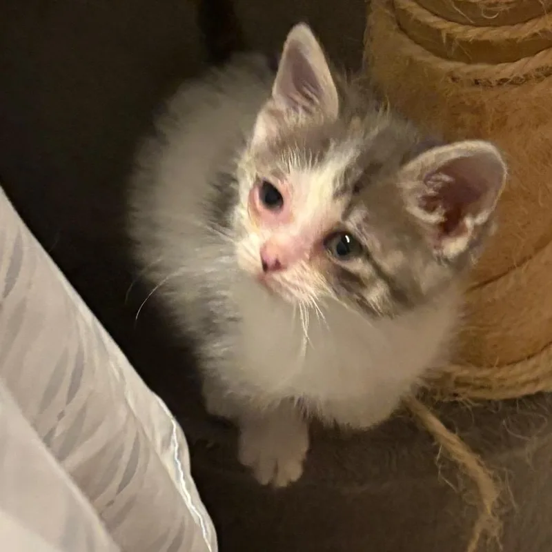 A young medium-sized female Domestic Medium Hair cat named Pudding for adoption in Crookston, MN
