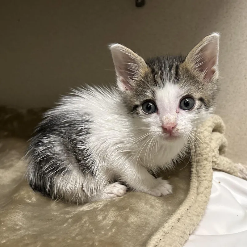 A baby small-sized female Brown / Chocolate Domestic Short Hair cat named Ohio for adoption in League City, TX