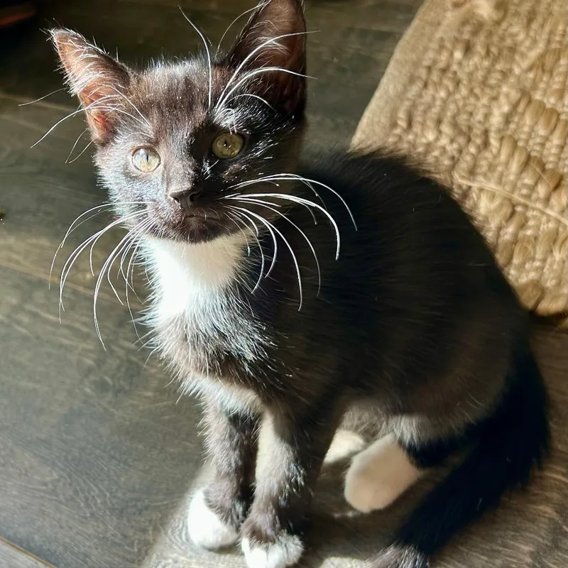 A baby medium-sized female Domestic Short Hair cat named Cornelia for adoption in Gastonia, NC