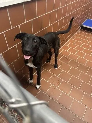 An adult medium-sized female Labrador Retriever dog named Calypso for adoption in Mansfield, TX