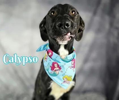 Calypso thumbnail 3