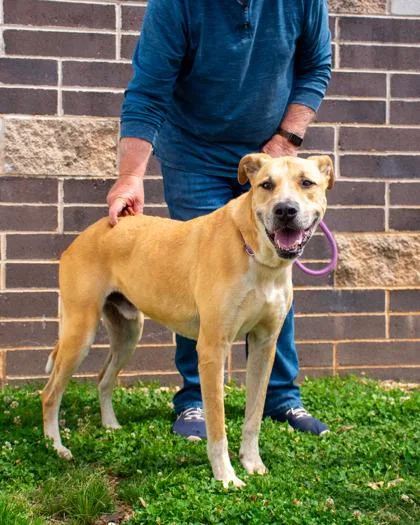 An adult extra large-sized male Mixed Breed dog named Christopher Robin for adoption in Chamblee, GA