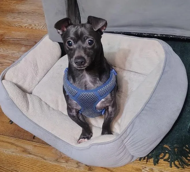 A young small-sized male Gray / Blue / Silver Chihuahua dog named Rhubarb for adoption in New York, NY