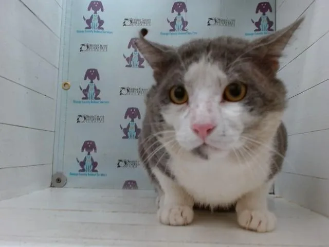 A young small-sized male Domestic Short Hair cat named Boo for adoption in Orlando, FL