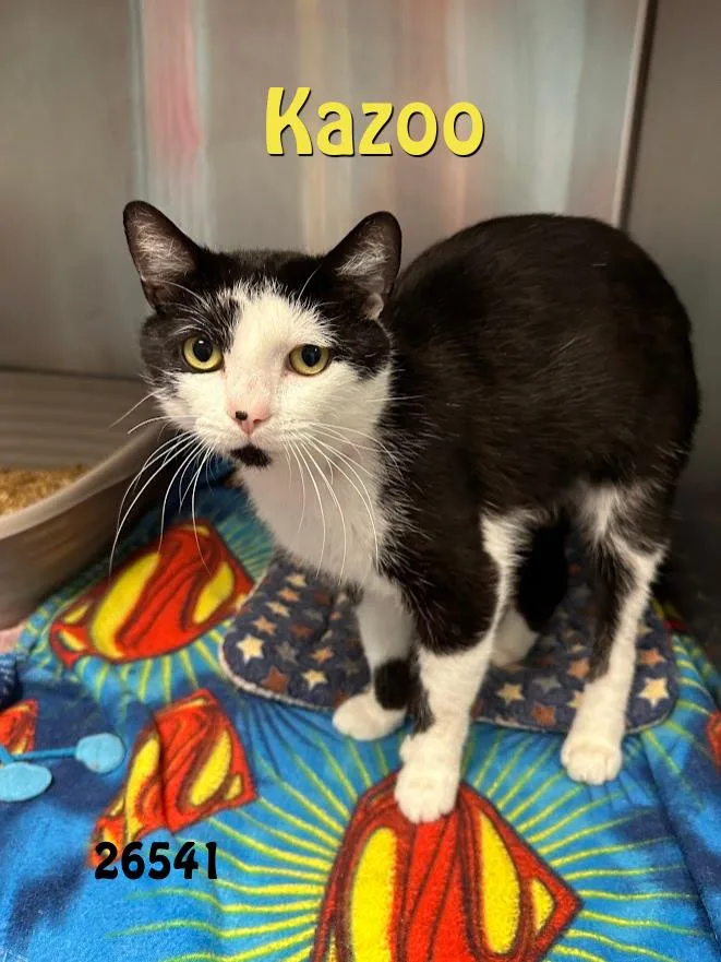 A young medium-sized male Black & White / Tuxedo Domestic Short Hair cat named Kazoo for adoption in Oak Ridge, TN