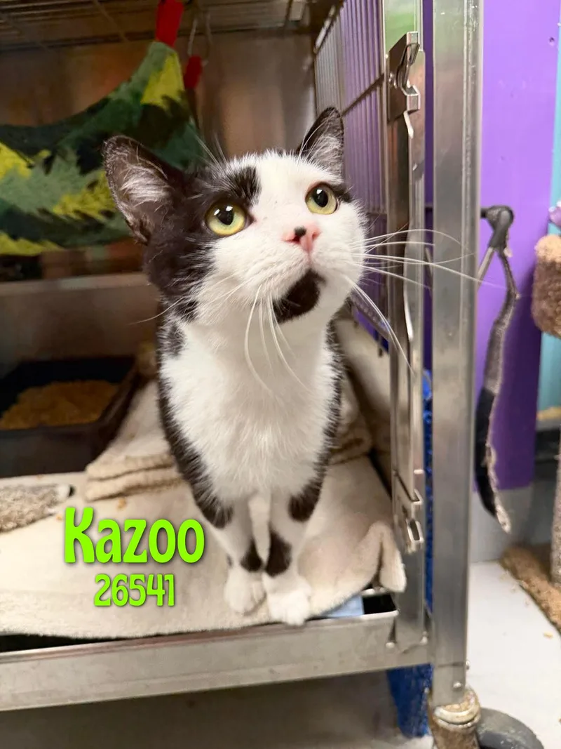 Kazoo thumbnail 2