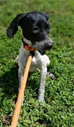 A baby small-sized female English Coonhound dog named Stormcrest for adoption in Fort Lauderdale, FL