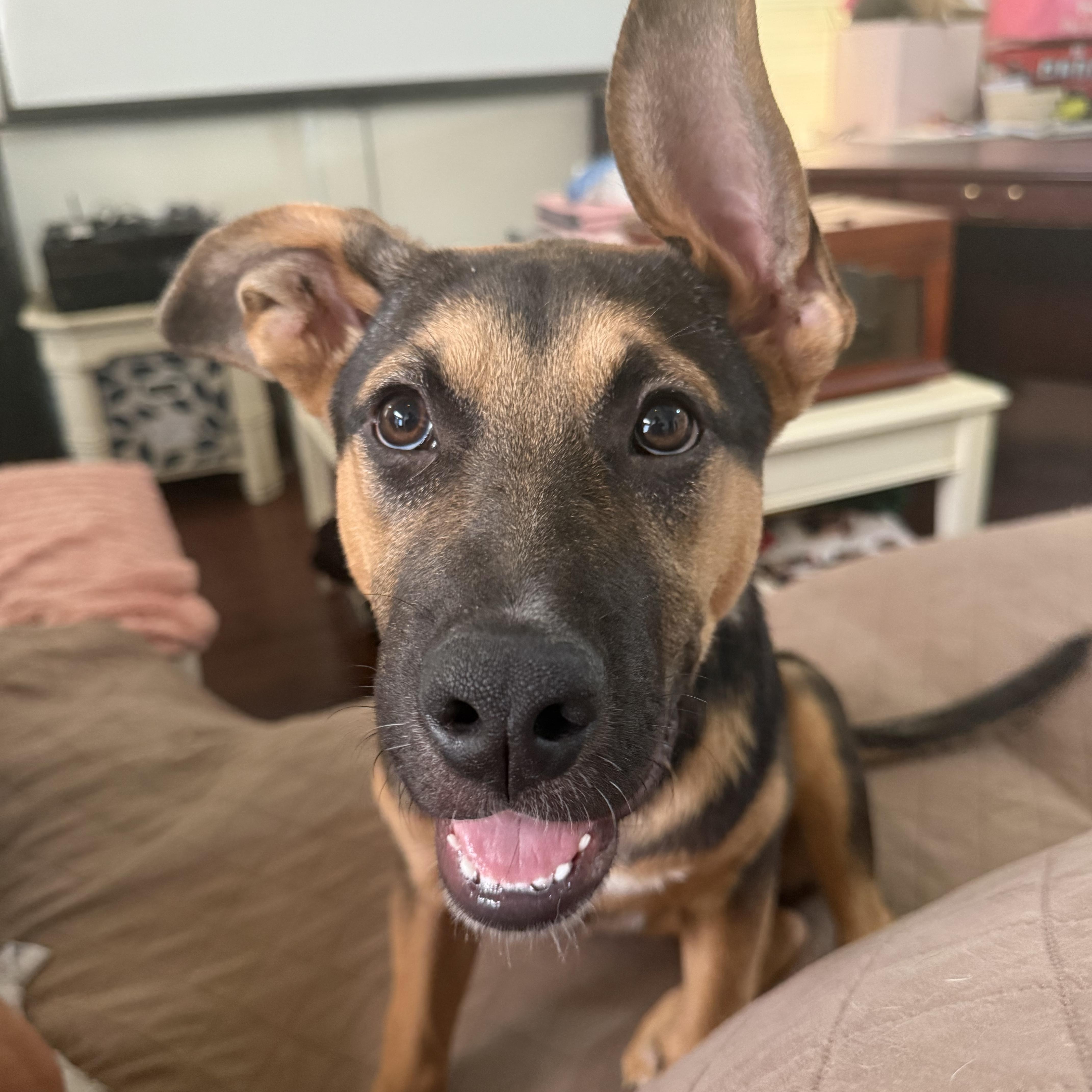 A baby large-sized female Black German Shepherd Dog dog named Hope for adoption in Fort Worth, TX