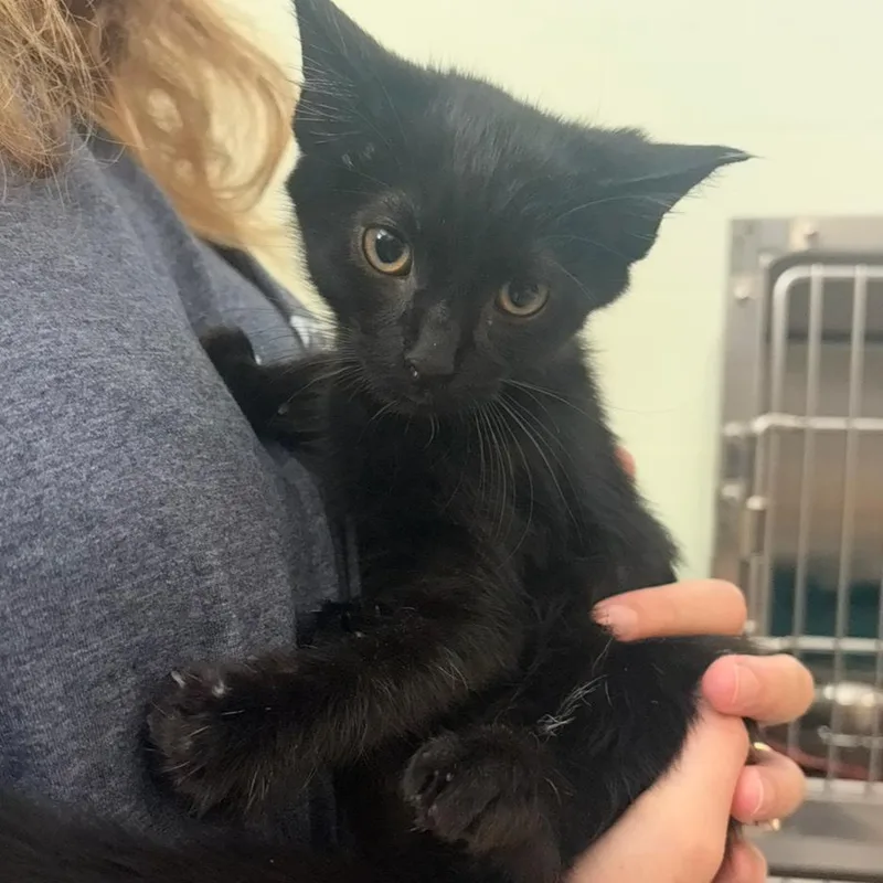 A baby small-sized male Black Domestic Short Hair cat named Love Balloon for adoption in Charlottesville, VA