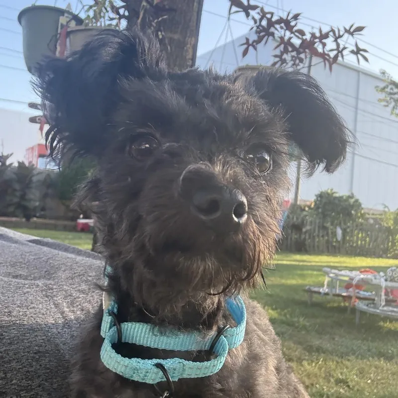 A young small-sized male Black Poodle (Toy) dog named Sid for adoption in Hudson, IL