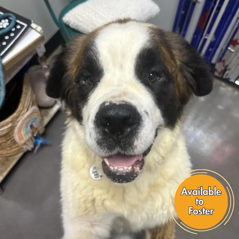An adult large-sized female Brown / Chocolate Saint Bernard dog named Lovey for adoption in Normal, IL