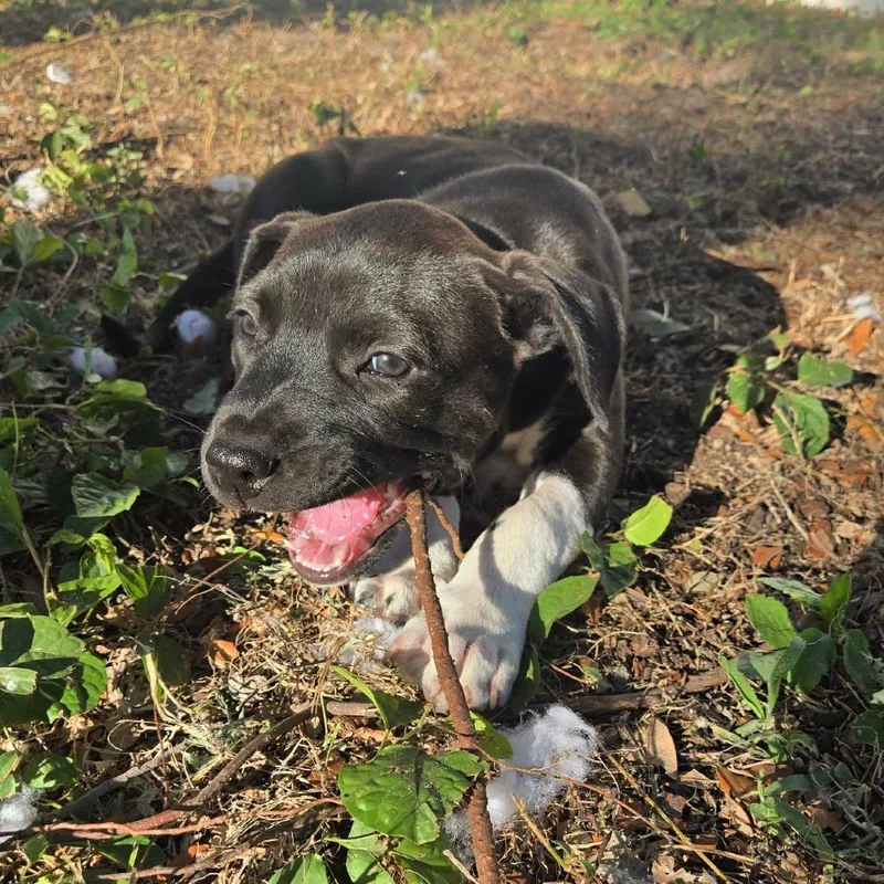 A baby small-sized female Black Pit Bull Terrier dog named Megan for adoption in Tampa, FL