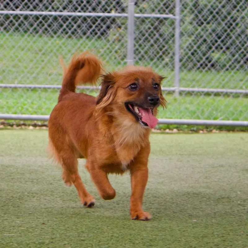 A young small-sized female Red / Chestnut / Orange Dachshund (Long Haired) dog named Molly & Della for adoption in Godfrey, IL