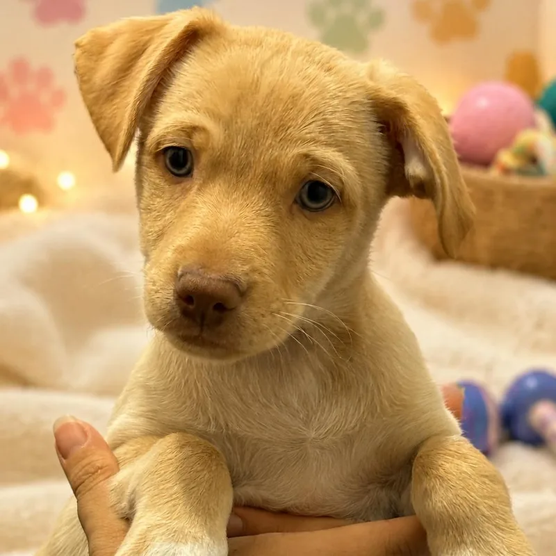 A baby small-sized male Yellow / Tan / Blond / Fawn Mixed Breed dog named Kai for adoption in Fresno, CA